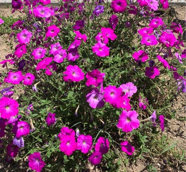 Ma&ccedil;al da Ribeira