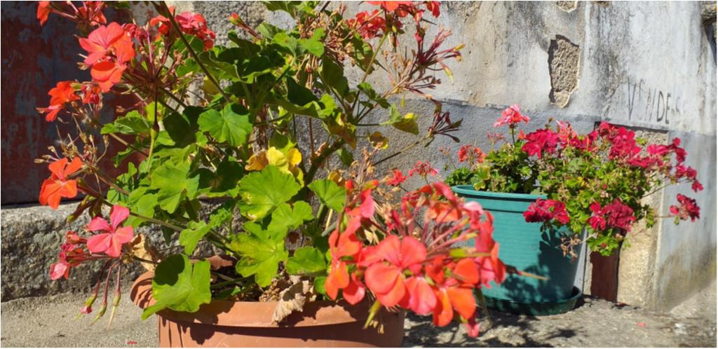 As nossas flores
