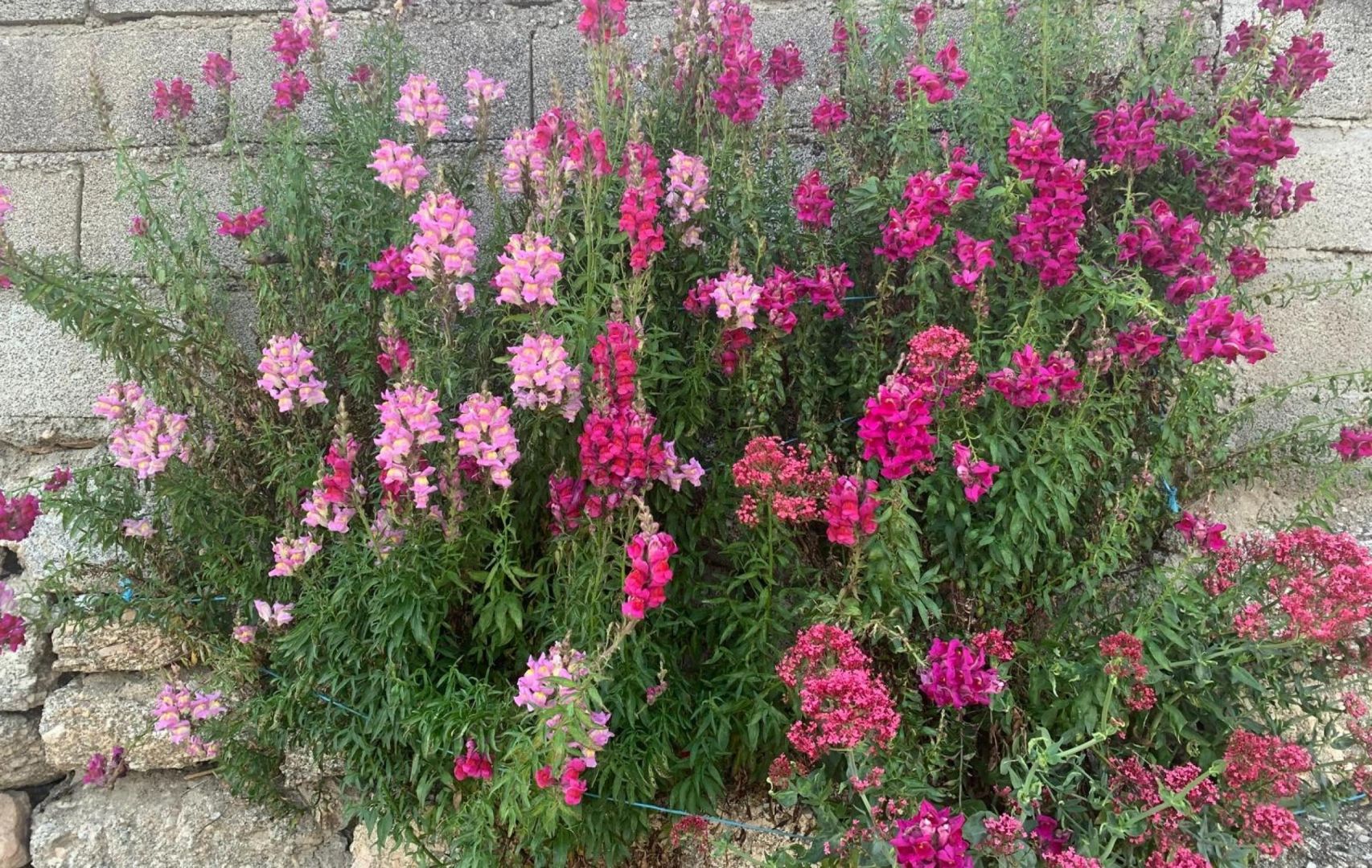 Ma&ccedil;al da Ribeira